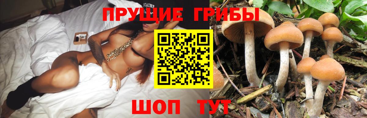 Псилоцибиновые грибы GOLDEN TEACHER  Псилоцибиновые грибы мицелий  Осинники  Вход с VPN 